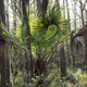 Illustration for article titled Six Mile Cypress Slough - Photos